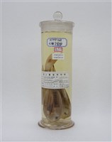 藏品(線紋刺尾鯛)的圖片